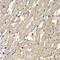 Mannose Phosphate Isomerase antibody, orb373614, Biorbyt, Immunohistochemistry paraffin image 