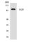 Valosin Containing Protein antibody, LS-C200814, Lifespan Biosciences, Western Blot image 