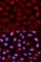 Fragile X Mental Retardation 1 antibody, orb167477, Biorbyt, Immunofluorescence image 