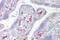 Inhibitor Of Growth Family Member 3 antibody, 25-132, ProSci, Western Blot image 