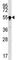 Putative tubulin beta-4q chain antibody, F52213-0.4ML, NSJ Bioreagents, Western Blot image 