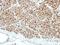 Pirin antibody, NBP2-19840, Novus Biologicals, Immunohistochemistry frozen image 