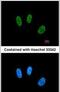 Non-POU Domain Containing Octamer Binding antibody, PA5-27408, Invitrogen Antibodies, Immunofluorescence image 