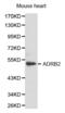 Adrenoceptor Beta 2 antibody, abx001180, Abbexa, Western Blot image 