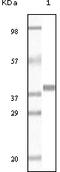 Glutathione S-Transferase Pi 1 antibody, 32-167, ProSci, Enzyme Linked Immunosorbent Assay image 