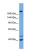 Inositol Polyphosphate-5-Phosphatase F antibody, orb330799, Biorbyt, Western Blot image 