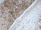 MAGE Family Member B1 antibody, LS-C175314, Lifespan Biosciences, Immunohistochemistry frozen image 