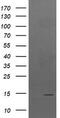 TPD52 Like 3 antibody, TA504985S, Origene, Western Blot image 