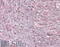 Mesoderm Specific Transcript antibody, 42-158, ProSci, Enzyme Linked Immunosorbent Assay image 