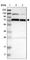 Glycyl-TRNA Synthetase antibody, HPA017896, Atlas Antibodies, Western Blot image 