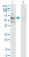 EF-Hand Domain Containing 1 antibody, H00114327-M09, Novus Biologicals, Western Blot image 