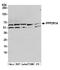 Protein Phosphatase 2 Scaffold Subunit Aalpha antibody, A300-963A, Bethyl Labs, Western Blot image 