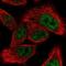 Mediator of RNA polymerase II transcription subunit 9 antibody, NBP2-31639, Novus Biologicals, Immunofluorescence image 