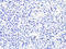 CD86 antibody, LS-C746809, Lifespan Biosciences, Immunohistochemistry frozen image 