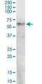 Prune Exopolyphosphatase 1 antibody, H00058497-D01P, Novus Biologicals, Western Blot image 