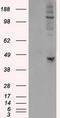 Protein-lysine 6-oxidase antibody, LS-B10043, Lifespan Biosciences, Western Blot image 