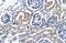 TRAF-Type Zinc Finger Domain Containing 1 antibody, NBP1-80008, Novus Biologicals, Immunohistochemistry frozen image 