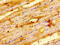 Integrin Linked Kinase antibody, CSB-PA00999A0Rb, Cusabio, Immunohistochemistry frozen image 