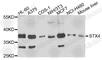 Syntaxin 4 antibody, A4133, ABclonal Technology, Western Blot image 