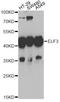 E74 Like ETS Transcription Factor 3 antibody, A6371, ABclonal Technology, Western Blot image 