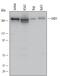 Chromodomain Helicase DNA Binding Protein 1 antibody, MA5-24306, Invitrogen Antibodies, Western Blot image 
