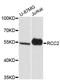 Regulator Of Chromosome Condensation 2 antibody, A13105, ABclonal Technology, Western Blot image 