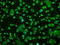 Prolactin antibody, GTX83802, GeneTex, Immunocytochemistry image 