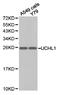 Ubiquitin C-Terminal Hydrolase L1 antibody, LS-C192925, Lifespan Biosciences, Western Blot image 