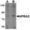 Amyloid Beta Precursor Protein Binding Family A Member 2 antibody, LS-B5349, Lifespan Biosciences, Western Blot image 