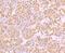 Zinc Finger And BTB Domain Containing 48 antibody, NBP2-75720, Novus Biologicals, Immunohistochemistry paraffin image 