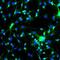 MAP2 antibody, GTX85455, GeneTex, Immunofluorescence image 