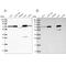 GLGB antibody, PA5-58236, Invitrogen Antibodies, Western Blot image 