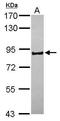 Protocadherin Beta 16 antibody, GTX118159, GeneTex, Western Blot image 