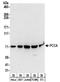 Propionyl-CoA Carboxylase Subunit Alpha antibody, NBP2-32215, Novus Biologicals, Western Blot image 