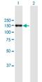 RNA Polymerase Mitochondrial antibody, H00005442-B01P, Novus Biologicals, Western Blot image 