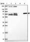 Zinc Finger Protein 510 antibody, NBP2-13578, Novus Biologicals, Western Blot image 
