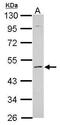 Potassium Voltage-Gated Channel Modifier Subfamily S Member 2 antibody, PA5-29511, Invitrogen Antibodies, Western Blot image 