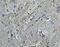 Phosphofurin Acidic Cluster Sorting Protein 2 antibody, NBP2-81975, Novus Biologicals, Immunohistochemistry frozen image 