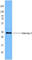 Galectin 3 antibody, 126701, BioLegend, Flow Cytometry image 