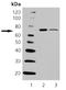 Heat shock 70 kDa protein 6 antibody, ADI-SPA-754-D, Enzo Life Sciences, Western Blot image 