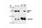 Synuclein Alpha antibody, 2642S, Cell Signaling Technology, Western Blot image 