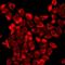 Regenerating Family Member 3 Gamma antibody, LS-C668980, Lifespan Biosciences, Immunofluorescence image 