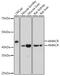 Alpha-Methylacyl-CoA Racemase antibody, GTX30045, GeneTex, Western Blot image 