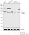 Cyclin A2 antibody, MA1-180, Invitrogen Antibodies, Western Blot image 