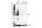 T Cell Immunoreceptor With Ig And ITIM Domains antibody, 20574S, Cell Signaling Technology, Western Blot image 