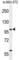 Zinc Finger Protein 451 antibody, abx034452, Abbexa, Western Blot image 