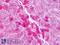 Hemopexin antibody, LS-B8051, Lifespan Biosciences, Immunohistochemistry paraffin image 