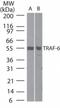 TNF Receptor Associated Factor 6 antibody, TA336357, Origene, Western Blot image 