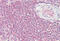 Mitogen-Activated Protein Kinase Kinase 3 antibody, MBS244696, MyBioSource, Immunohistochemistry frozen image 