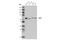 Telomeric Repeat Binding Factor 2 antibody, 13136S, Cell Signaling Technology, Western Blot image 